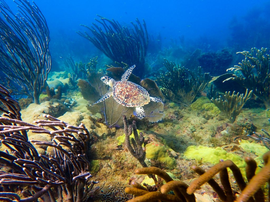 Learn to Scuba Dive in Rincon with PADI Pro