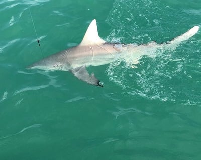 3-Hour Shark Fishing Charter in Fort Myers