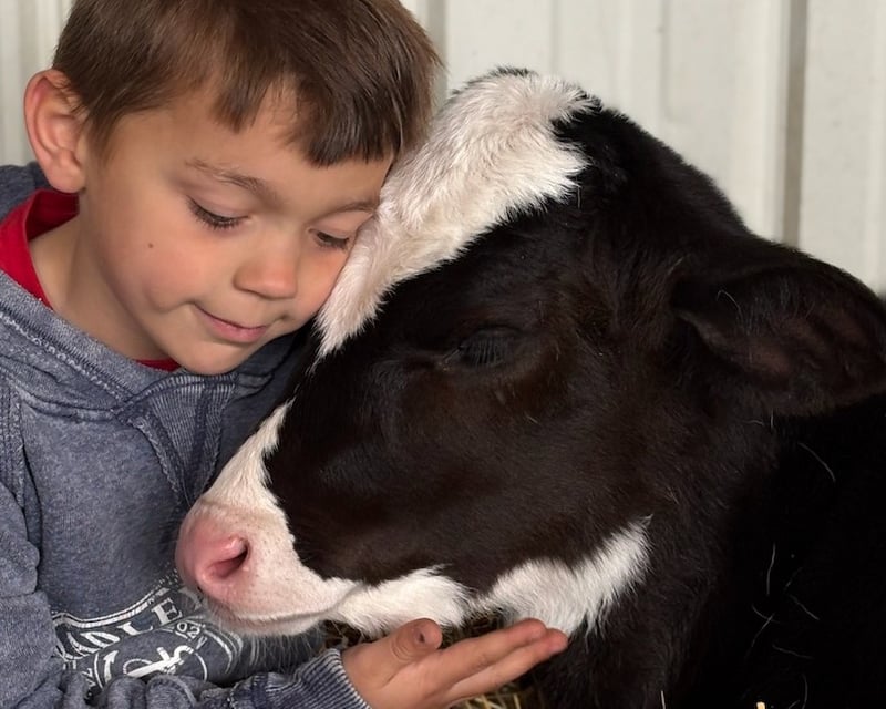 Private Baby Calf Cuddling Session in Easton, PA