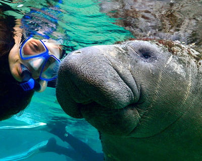 3-Hour Manatee Snorkeling Tour in Crystal River