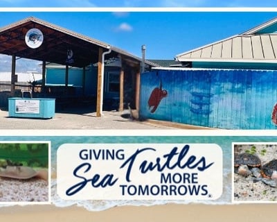 Self-Guided Sea Turtle Center Tour in Navarre Beach