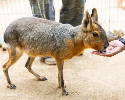 Wildlife Educator For A Day Experience, 6-Hour