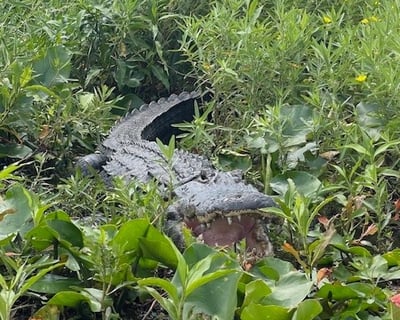2-Hour Everglades Airboat Tour From Kissimmee
