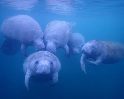 3-Hour Manatee Swim Tour in Crystal River