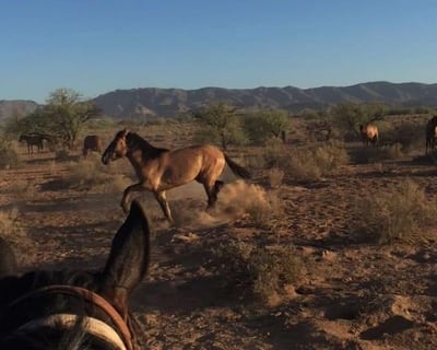 Private 1-Hour Horseback Ride in Chandler