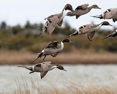 3-Hour Birding Tour at Pea Island NWR