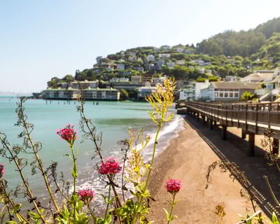 Muir Woods and Sausalito Half-Day Tour