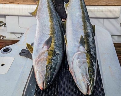 9-Hour San Diego Fishing Charter