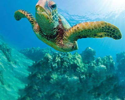 Waikiki Sailing: Turtle Snorkel & Lunch Included