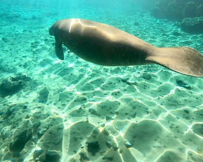 Manatee Snorkeling Tour in Crystal River