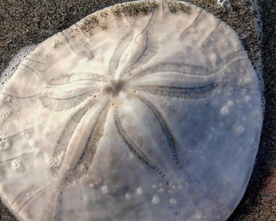 Sand Dollar Island & Dolphin Watch Cruise