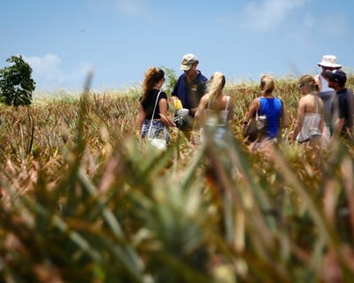 Pineapple Farm Tour in Makawao, Maui