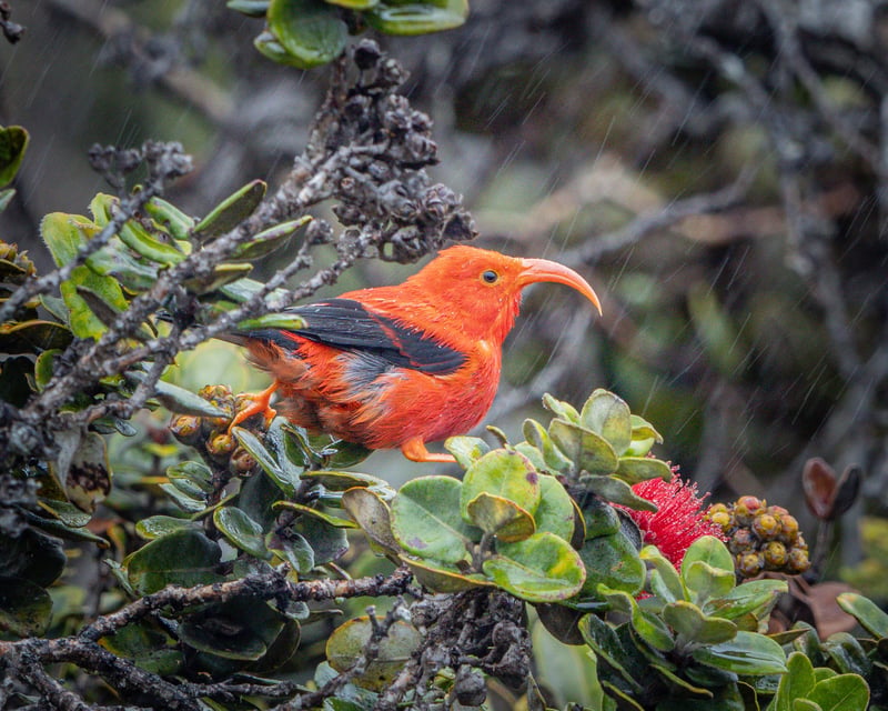 Private Big Island Endemic Birdwatching Tour