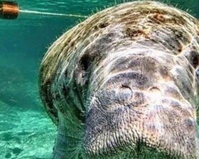 Guided Wildlife Kayak Tour in Silver Springs
