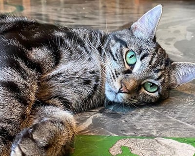 Hang Out With Cats in Seattle Cat Lounge