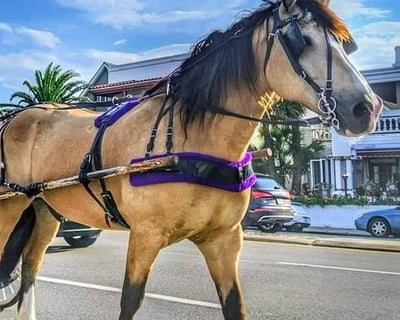 St. Augustine Historical Horse Carriage Tour