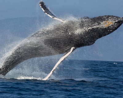 Morning Whale Watch in Lahaina