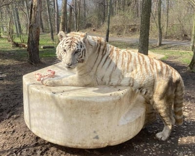 2-Hour Animal Enrichment Tour in Albion