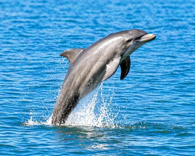 Spot Dolphins on a 2-Hour Cocoa Beach Sail