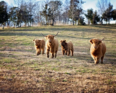 30-Minute Farm Photo Shoot for Up to 8 Guests