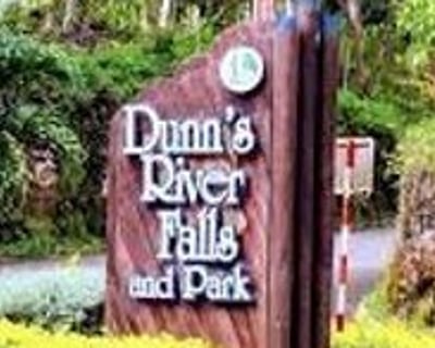 Horseback Riding & Dunn's River Falls Climb
