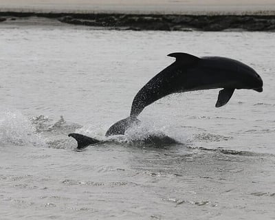 Dolphin & Harbor Cruise in Charleston