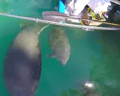 Clear Kayak Wildlife Tour in Silver Springs