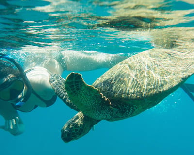 3-Hour Snorkel Charter in Honolulu