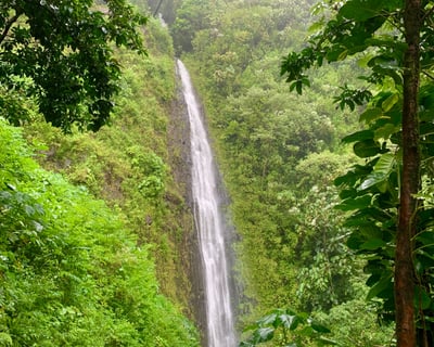 Manoa Falls Self-Guided Hike With Waikiki Shuttle