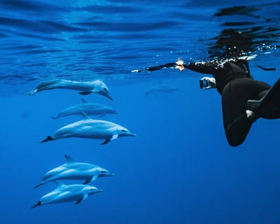 Dolphin Swim & Turtle Snorkel Speedboat Oahu