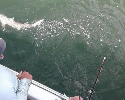 Nearshore Shark Fishing on Hilton Head Island
