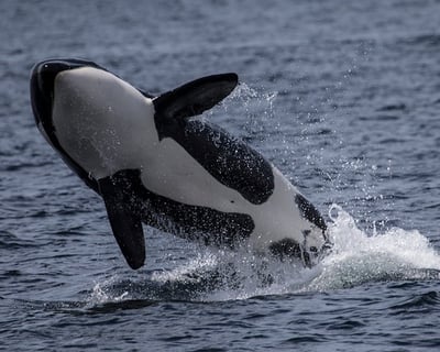 Private 2-Hour Whale Watching Charter Moss Landing