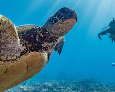 Maui Guided Beach Dives