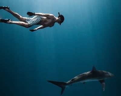 Private Shark Snorkeling Charter in Delray Beach