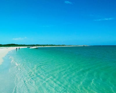 Shell Key Dolphin & Snorkeling Tour