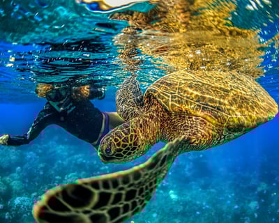 Molokini Crater Snorkel with Sea Turtles