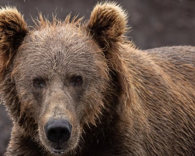 Kodiak 2-Hour Guided Bear Viewing Tour
