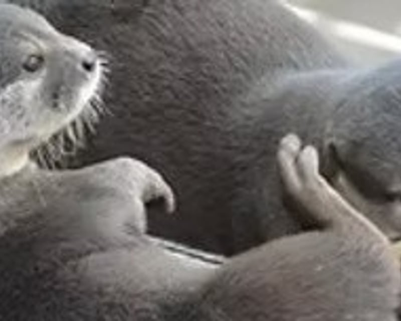 Otter Feeding Encounter at Living Treasures Wild Animal Park