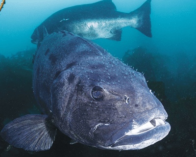 Take a 2-Tank Guided Scuba Dive in Avalon
