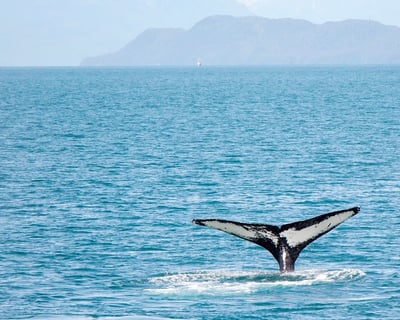 Whale Watching & Glacier Cruise in Kenai Fjords