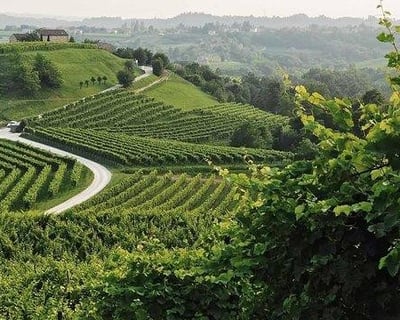 Veneto Prosecco Tasting Tour