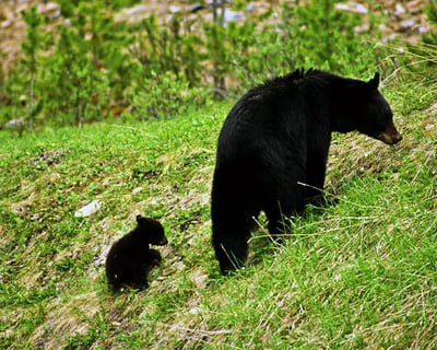 3-Hour Jasper National Park Wildlife Viewing Tour