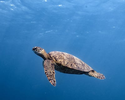 Waikiki Turtle Snorkeling & Diamond Head Cruise