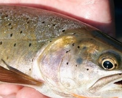 Full Day Horseback Fishing Ride on Willow Creek