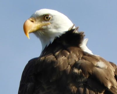 Colorado Birds of Prey Full-Day Tour