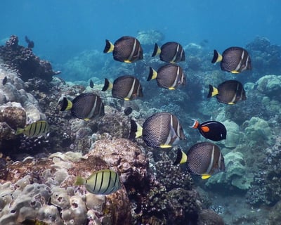Xpress Snorkel with Open Bar in West Maui