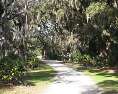 Hidden Honey Horn Guided Walk With Museum Director