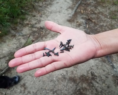 Private Shark Tooth Island Guided Tour In Savannah