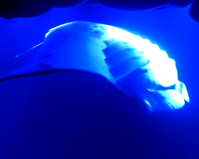 Manta Ray Night Snorkel in Kailua-Kona