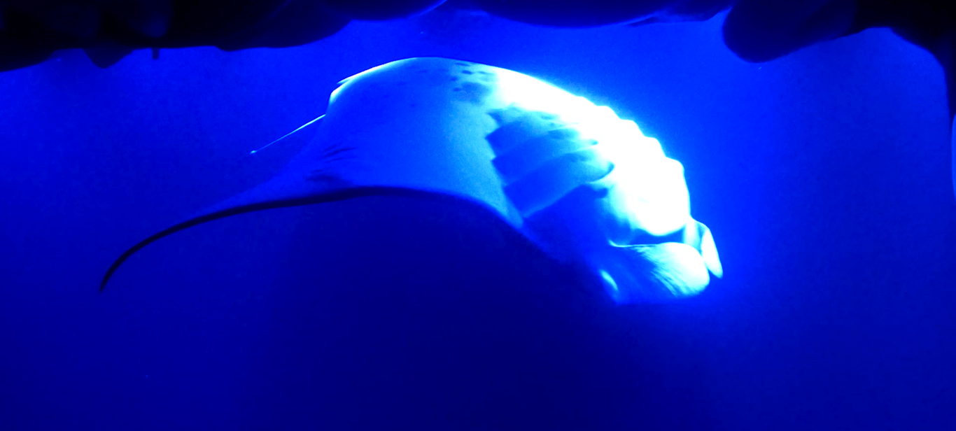 Manta Ray Night Snorkel Adventure